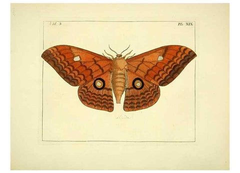 Reproducción/Reproduction 35052829773: Illustrations of natural history.. London,Printed for the author and sold by B. White,1770-82.