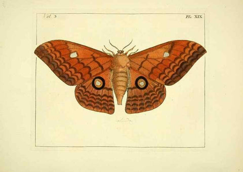 Reproducción/Reproduction 35052829773: Illustrations of natural history.. London,Printed for the author and sold by B. White,1770-82.
