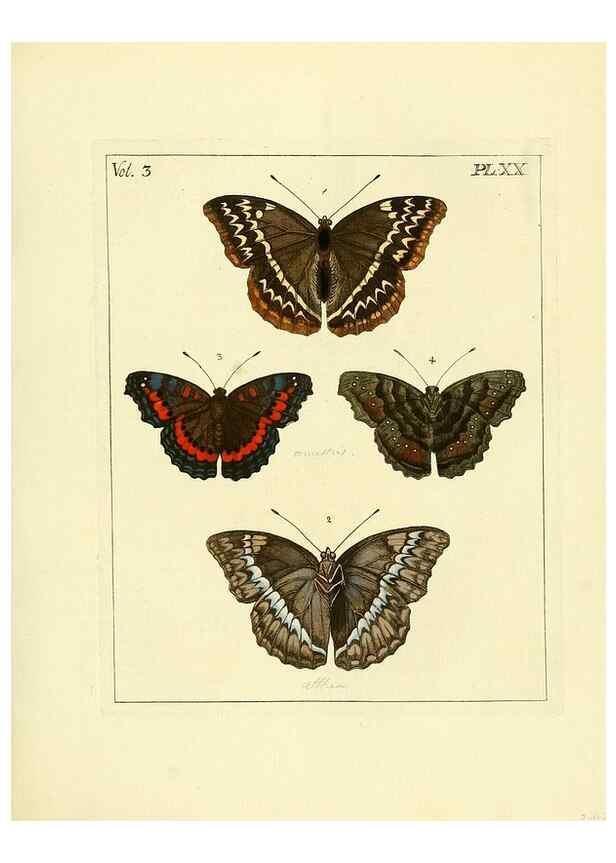 Reproducción/Reproduction 35052830963: Illustrations of natural history.. London,Printed for the author and sold by B. White,1770-82.
