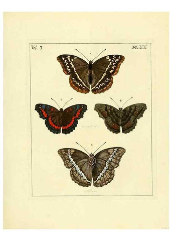 Reproducción/Reproduction 35052830963: Illustrations of natural history.. London,Printed for the author and sold by B. White,1770-82.
