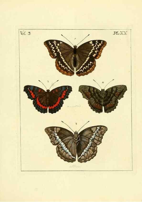 Reproducción/Reproduction 35052830963: Illustrations of natural history.. London,Printed for the author and sold by B. White,1770-82.