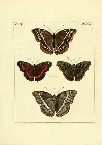 Reproducción/Reproduction 35052830963: Illustrations of natural history.. London,Printed for the author and sold by B. White,1770-82.