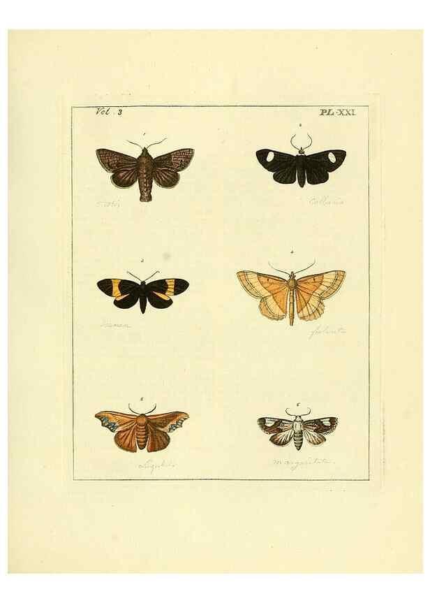 Reproducción/Reproduction 35052832103: Illustrations of natural history.. London,Printed for the author and sold by B. White,1770-82.
