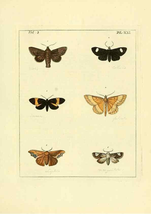 Reproducción/Reproduction 35052832103: Illustrations of natural history.. London,Printed for the author and sold by B. White,1770-82.