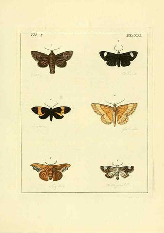 Reproducción/Reproduction 35052832103: Illustrations of natural history.. London,Printed for the author and sold by B. White,1770-82.