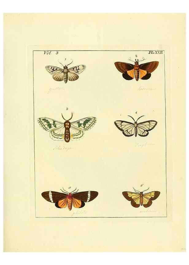 Reproducción/Reproduction 35052833313: Illustrations of natural history.. London,Printed for the author and sold by B. White,1770-82.