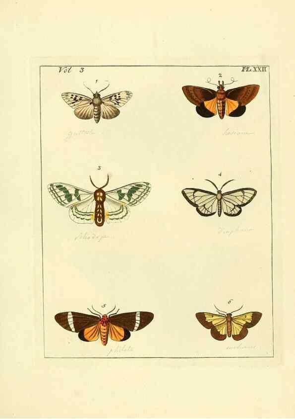 Reproducción/Reproduction 35052833313: Illustrations of natural history.. London,Printed for the author and sold by B. White,1770-82.