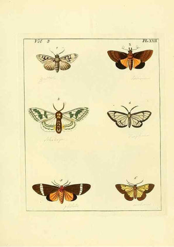Reproducción/Reproduction 35052833313: Illustrations of natural history.. London,Printed for the author and sold by B. White,1770-82.