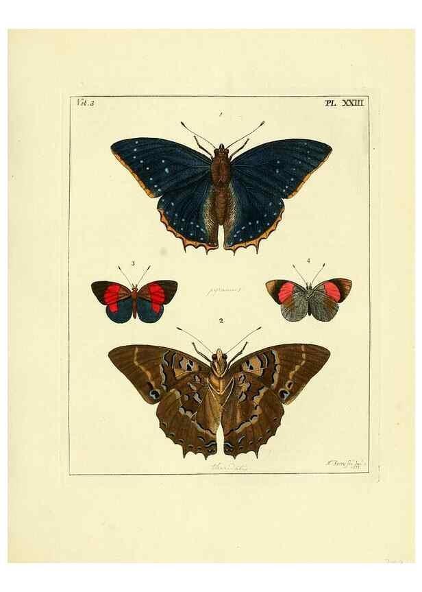 Reproducción/Reproduction 35052834503: Illustrations of natural history.. London,Printed for the author and sold by B. White,1770-82.