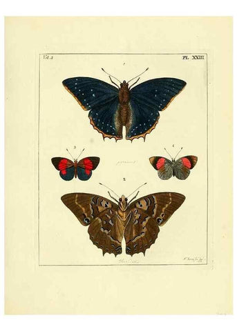 Reproducción/Reproduction 35052834503: Illustrations of natural history.. London,Printed for the author and sold by B. White,1770-82.