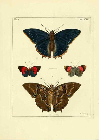 Reproducción/Reproduction 35052834503: Illustrations of natural history.. London,Printed for the author and sold by B. White,1770-82.