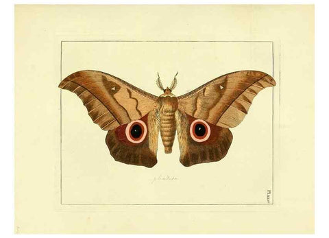 Reproducción/Reproduction 35052835773: Illustrations of natural history.. London,Printed for the author and sold by B. White,1770-82.