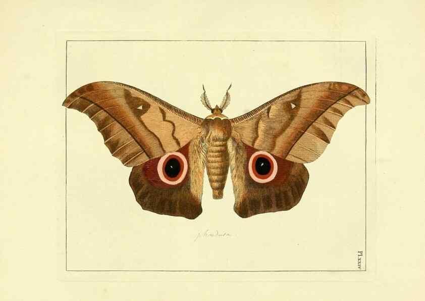 Reproducción/Reproduction 35052835773: Illustrations of natural history.. London,Printed for the author and sold by B. White,1770-82.