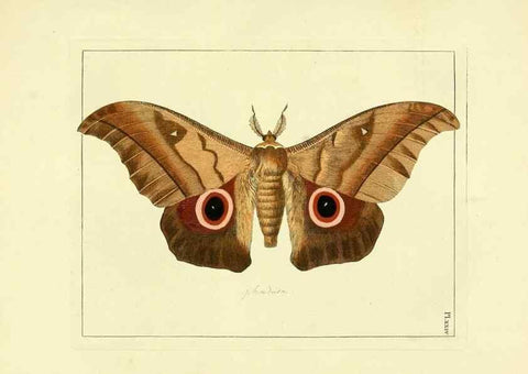 Reproducción/Reproduction 35052835773: Illustrations of natural history.. London,Printed for the author and sold by B. White,1770-82.