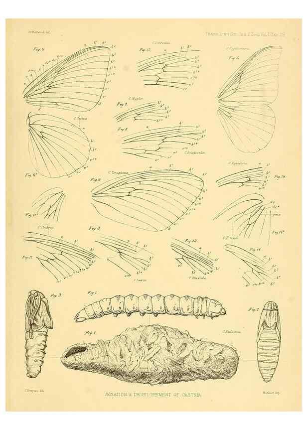 Reproducción/Reproduction 35693076402: Lepidopterorum Brasiliae species novae iconibus illustratae. [Vienna?] :s.n.,mense Januario 1839.