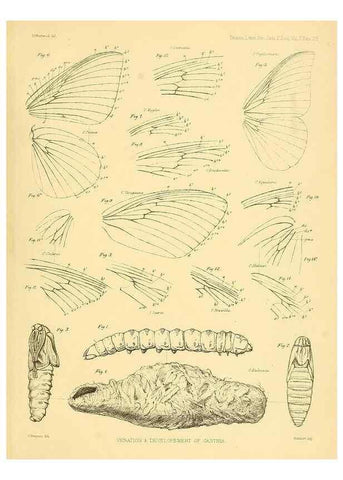 Reproducción/Reproduction 35693076402: Lepidopterorum Brasiliae species novae iconibus illustratae. [Vienna?] :s.n.,mense Januario 1839.