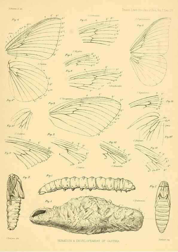 Reproducción/Reproduction 35693076402: Lepidopterorum Brasiliae species novae iconibus illustratae. [Vienna?] :s.n.,mense Januario 1839.