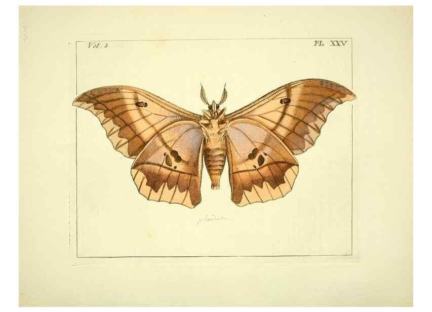 Reproducción/Reproduction 35052837253: Illustrations of natural history.. London,Printed for the author and sold by B. White,1770-82.