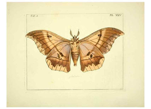 Reproducción/Reproduction 35052837253: Illustrations of natural history.. London,Printed for the author and sold by B. White,1770-82.