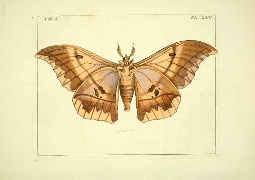 Reproducción/Reproduction 35052837253: Illustrations of natural history.. London,Printed for the author and sold by B. White,1770-82.