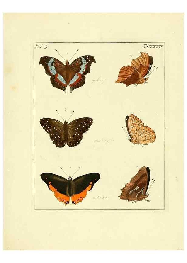 Reproducción/Reproduction 35052840193: Illustrations of natural history.. London,Printed for the author and sold by B. White,1770-82.