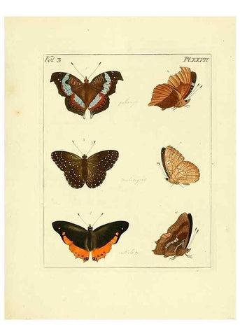 Reproducción/Reproduction 35052840193: Illustrations of natural history.. London,Printed for the author and sold by B. White,1770-82.