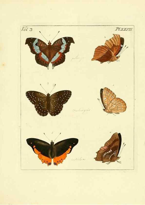 Reproducción/Reproduction 35052840193: Illustrations of natural history.. London,Printed for the author and sold by B. White,1770-82.