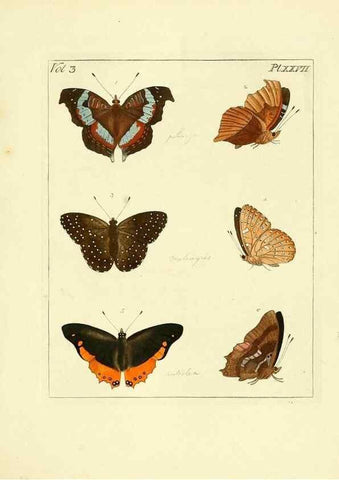 Reproducción/Reproduction 35052840193: Illustrations of natural history.. London,Printed for the author and sold by B. White,1770-82.