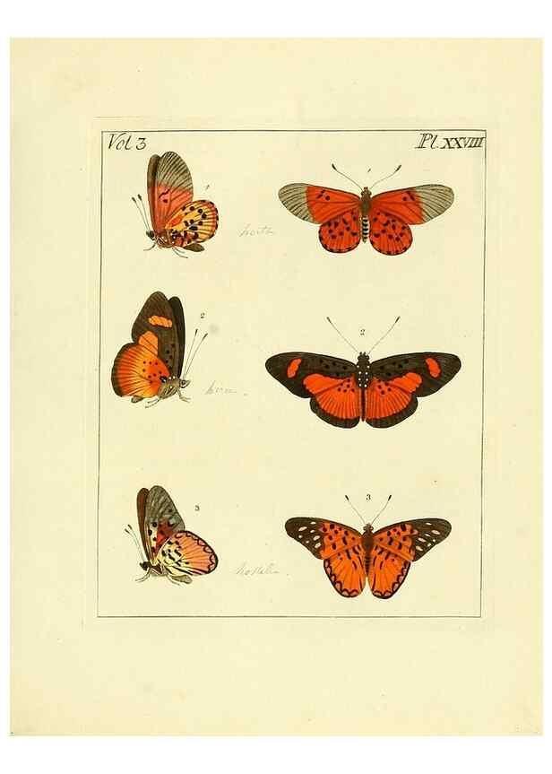 Reproducción/Reproduction 35052841483: Illustrations of natural history.. London,Printed for the author and sold by B. White,1770-82.
