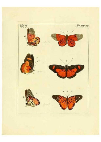 Reproducción/Reproduction 35052841483: Illustrations of natural history.. London,Printed for the author and sold by B. White,1770-82.