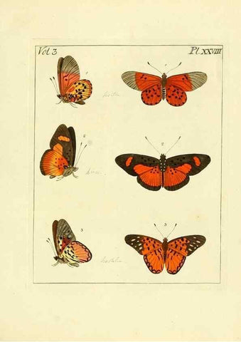 Reproducción/Reproduction 35052841483: Illustrations of natural history.. London,Printed for the author and sold by B. White,1770-82.