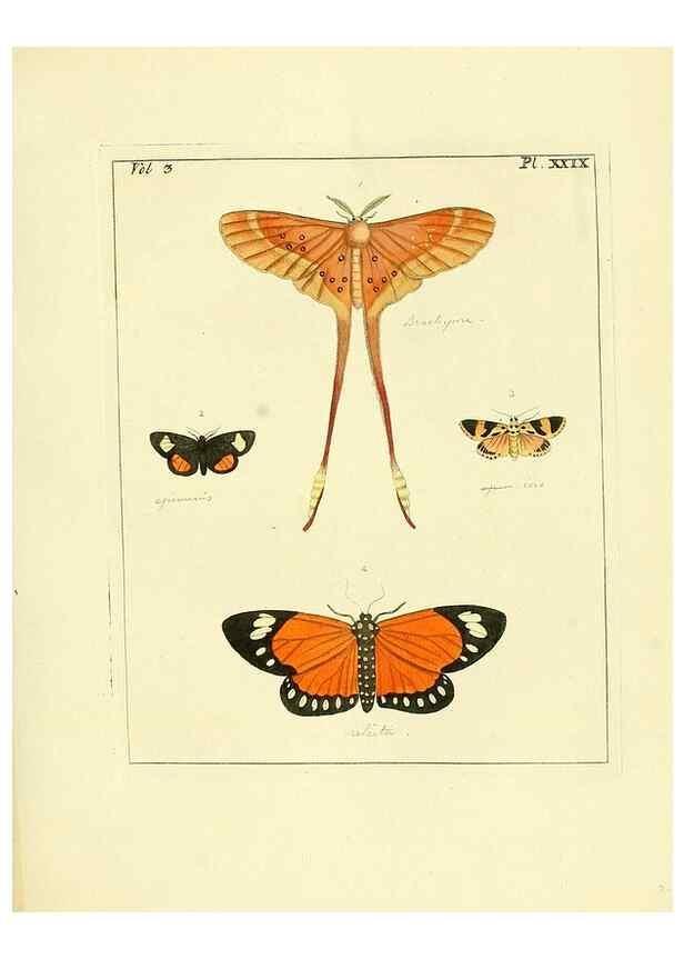 Reproducción/Reproduction 35052842383: Illustrations of natural history.. London,Printed for the author and sold by B. White,1770-82.