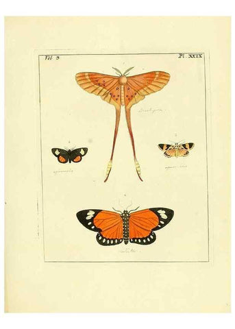 Reproducción/Reproduction 35052842383: Illustrations of natural history.. London,Printed for the author and sold by B. White,1770-82.