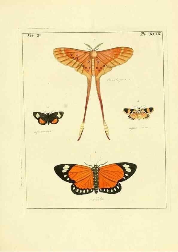 Reproducción/Reproduction 35052842383: Illustrations of natural history.. London,Printed for the author and sold by B. White,1770-82.