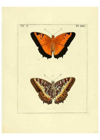 Reproducción/Reproduction 35862104265: Illustrations of natural history.. London,Printed for the author and sold by B. White,1770-82.