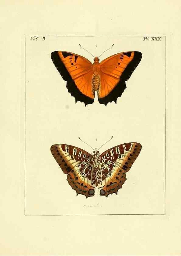 Reproducción/Reproduction 35862104265: Illustrations of natural history.. London,Printed for the author and sold by B. White,1770-82.