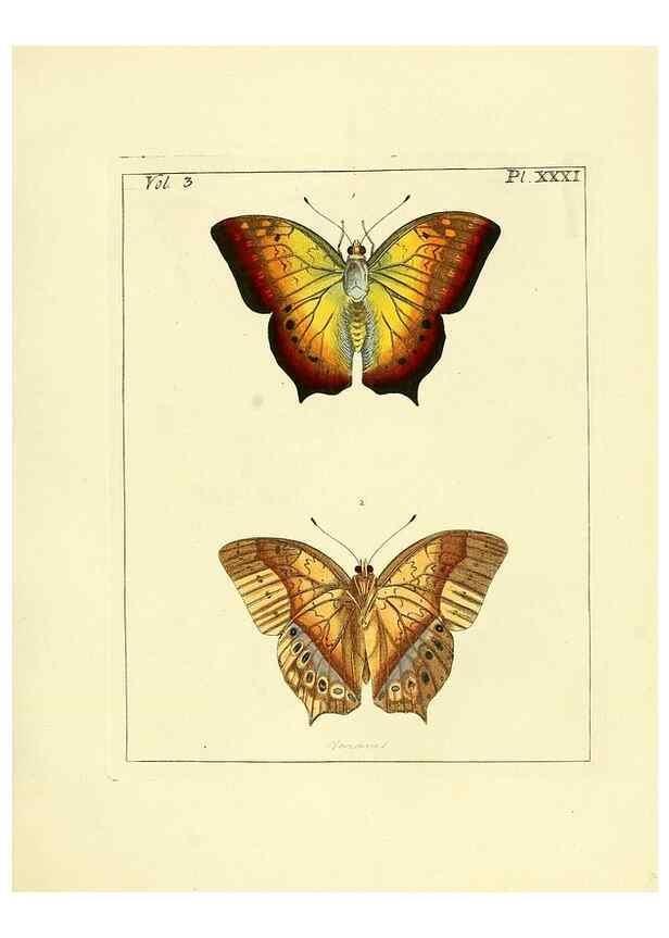 Reproducción/Reproduction 35862106935: Illustrations of natural history.. London,Printed for the author and sold by B. White,1770-82.