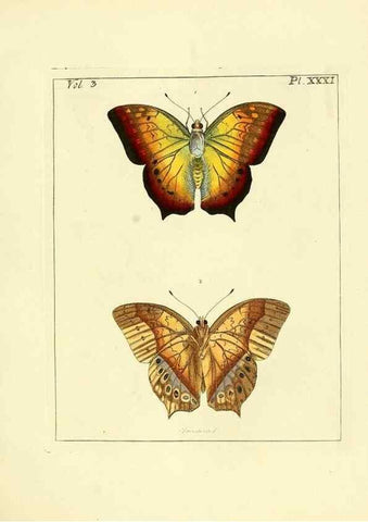 Reproducción/Reproduction 35862106935: Illustrations of natural history.. London,Printed for the author and sold by B. White,1770-82.
