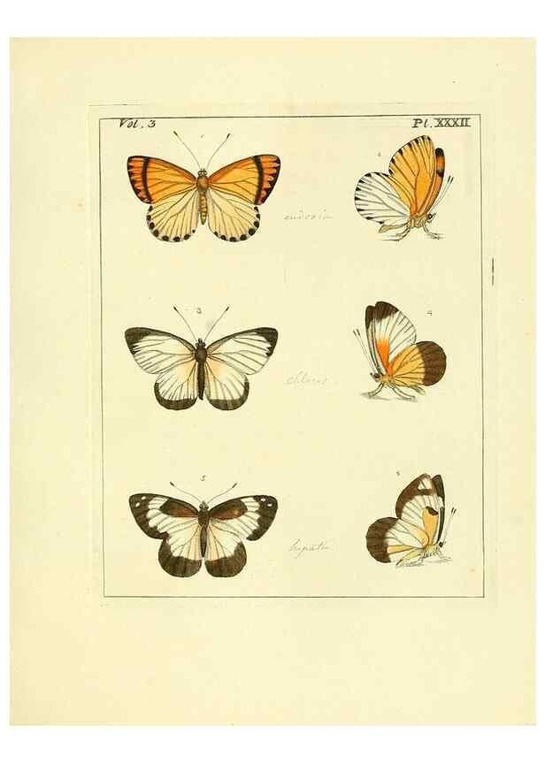 Reproducción/Reproduction 35862108845: Illustrations of natural history.. London,Printed for the author and sold by B. White,1770-82.
