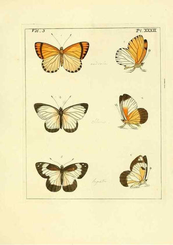 Reproducción/Reproduction 35862108845: Illustrations of natural history.. London,Printed for the author and sold by B. White,1770-82.