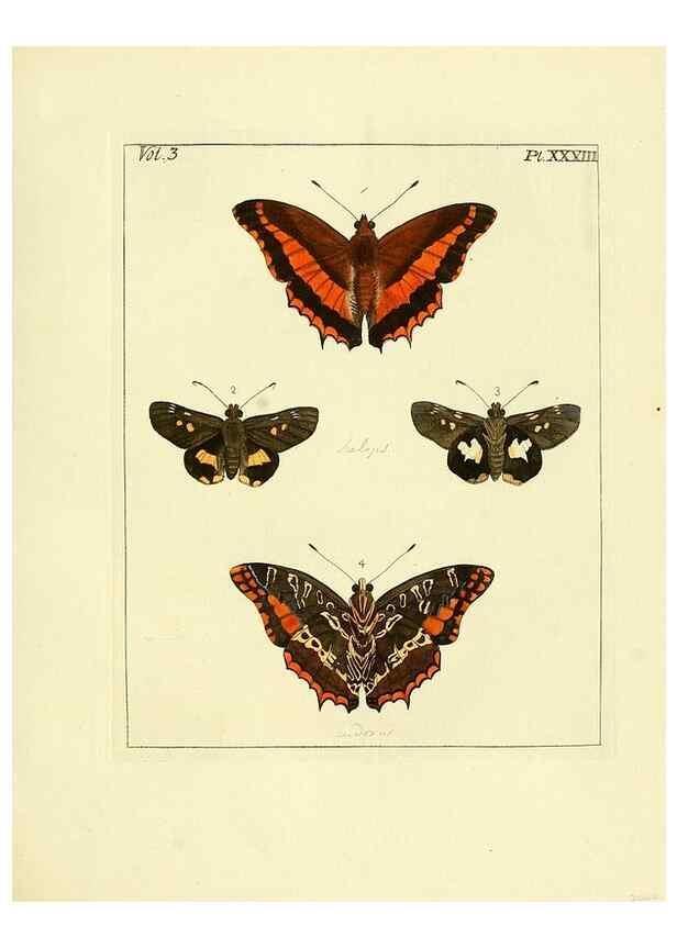 Reproducción/Reproduction 35862111095: Illustrations of natural history.. London,Printed for the author and sold by B. White,1770-82.