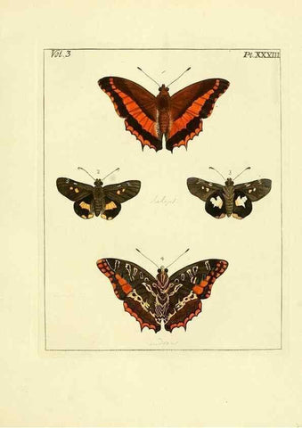 Reproducción/Reproduction 35862111095: Illustrations of natural history.. London,Printed for the author and sold by B. White,1770-82.
