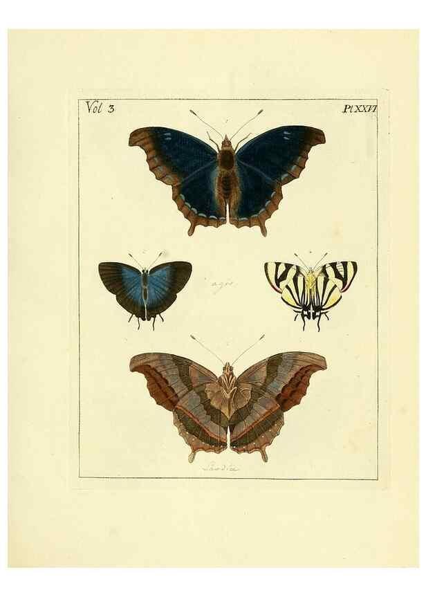 Reproducción/Reproduction 35052838653: Illustrations of natural history.. London,Printed for the author and sold by B. White,1770-82.