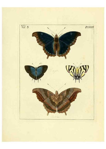 Reproducción/Reproduction 35052838653: Illustrations of natural history.. London,Printed for the author and sold by B. White,1770-82.