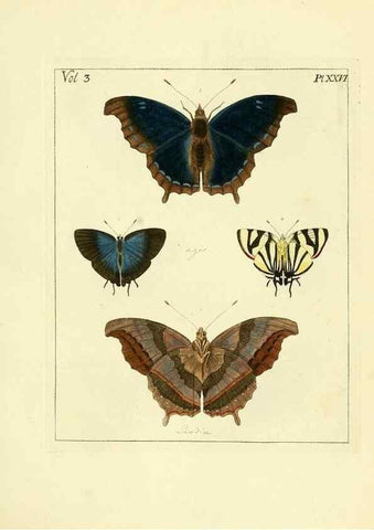 Reproducción/Reproduction 35052838653: Illustrations of natural history.. London,Printed for the author and sold by B. White,1770-82.