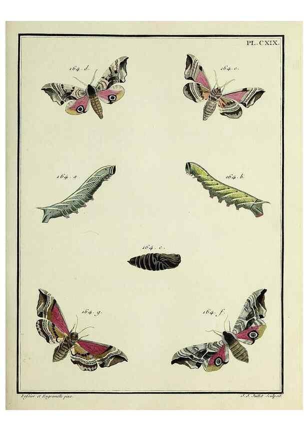Reproducción/Reproduction 35730951641: Papillons d'Europe, peints d'après nature /. A Paris :Chez P.M. Delaguette, imprimeur-libraire ... ;1779-1792 [i.e. 1793]