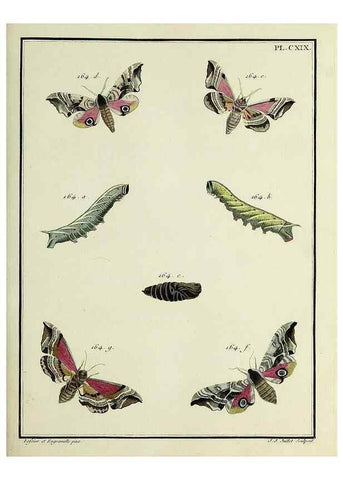 Reproducción/Reproduction 35730951641: Papillons d'Europe, peints d'après nature /. A Paris :Chez P.M. Delaguette, imprimeur-libraire ... ;1779-1792 [i.e. 1793]