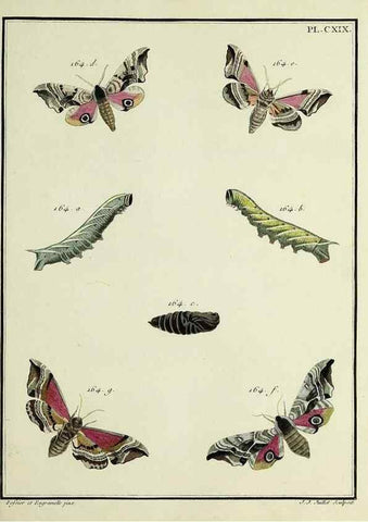 Reproducción/Reproduction 35730951641: Papillons d'Europe, peints d'après nature /. A Paris :Chez P.M. Delaguette, imprimeur-libraire ... ;1779-1792 [i.e. 1793]