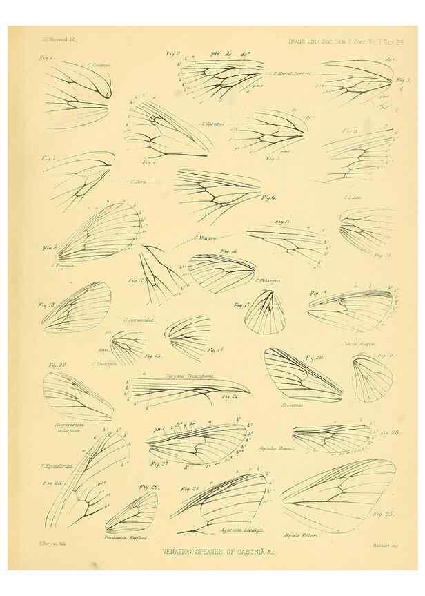 Reproducción/Reproduction 35693078812: Lepidopterorum Brasiliae species novae iconibus illustratae. [Vienna?] :s.n.,mense Januario 1839.