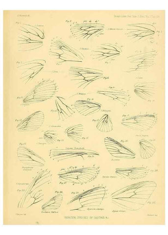 Reproducción/Reproduction 35693078812: Lepidopterorum Brasiliae species novae iconibus illustratae. [Vienna?] :s.n.,mense Januario 1839.
